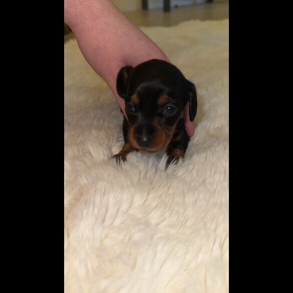 Dachshund (Standard &amp; Miniature) - Bitches