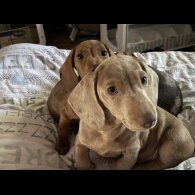 Dachshund (Standard &amp; Miniature) - Both