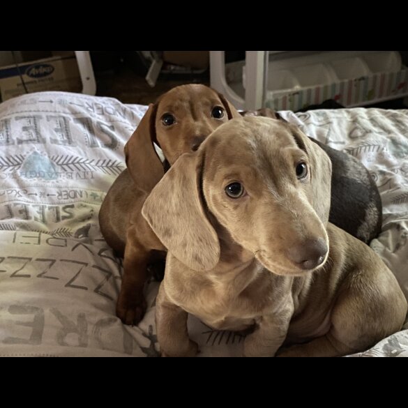 Dachshund (Standard &amp; Miniature) - Both