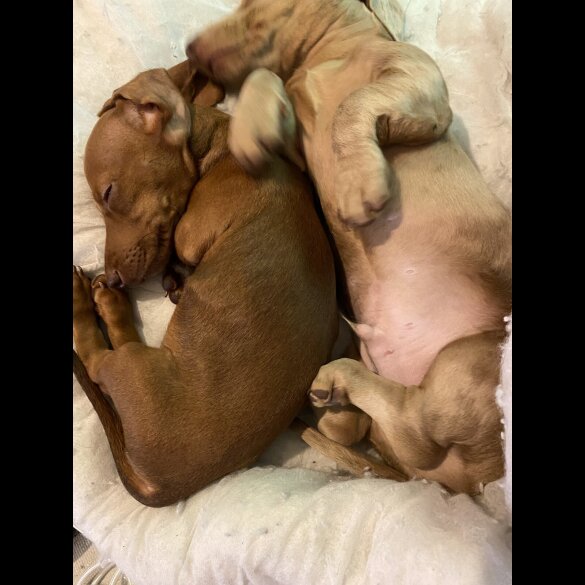Dachshund (Standard &amp; Miniature) - Both