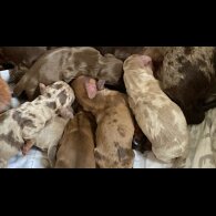 Dachshund (Standard &amp; Miniature) - Both