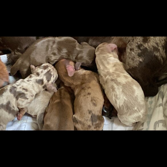 Dachshund (Standard &amp; Miniature) - Both