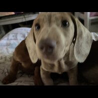 Dachshund (Standard &amp; Miniature) - Both