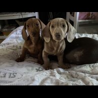 Dachshund (Standard &amp; Miniature) - Both