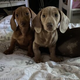 Dachshund (Standard &amp; Miniature) - Both