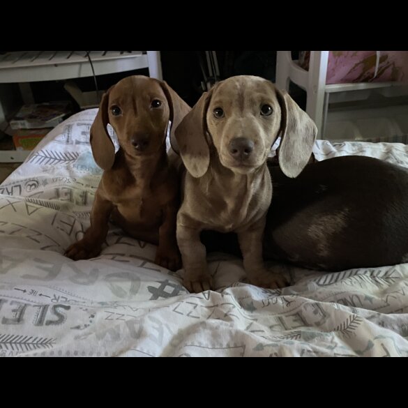 Dachshund (Standard &amp; Miniature) - Both