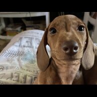Dachshund (Standard &amp; Miniature) - Both