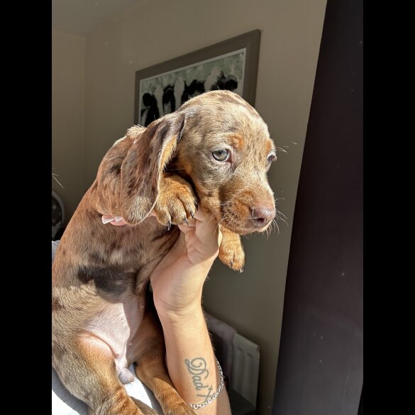 Dachshund (Standard &amp; Miniature) - Both