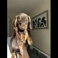 Dachshund (Standard &amp; Miniature) - Both