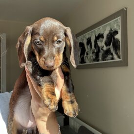 Dachshund (Standard &amp; Miniature) - Both