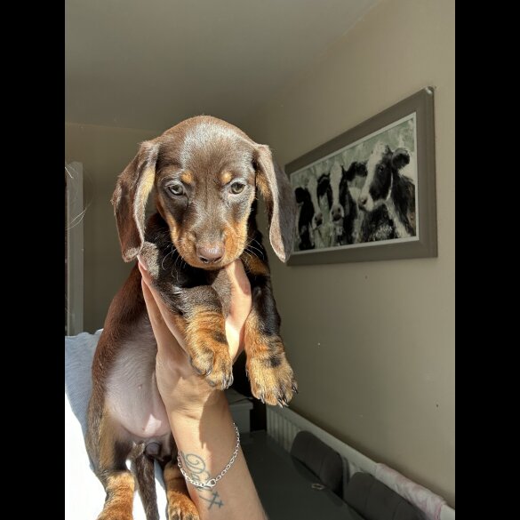 Dachshund (Standard &amp; Miniature) - Both