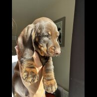 Dachshund (Standard &amp; Miniature) - Both