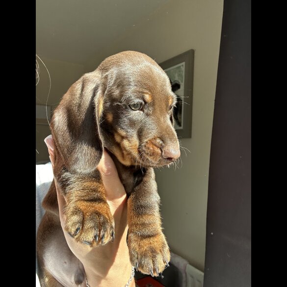 Dachshund (Standard &amp; Miniature) - Both