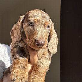 Dachshund (Standard &amp; Miniature) - Both