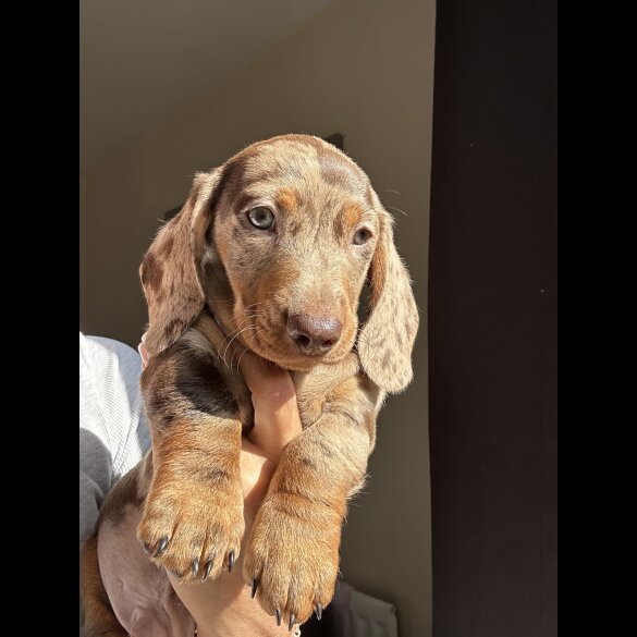 Dachshund (Standard &amp; Miniature) - Both
