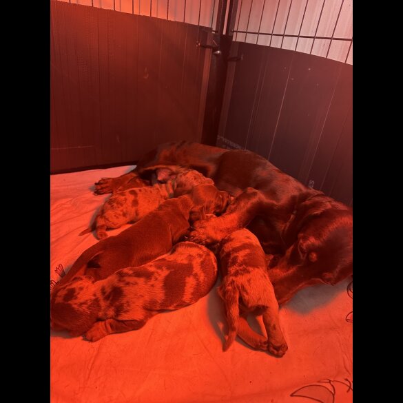 Dachshund (Standard &amp; Miniature) - Both