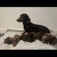 Dachshund (Standard &amp; Miniature) - Both