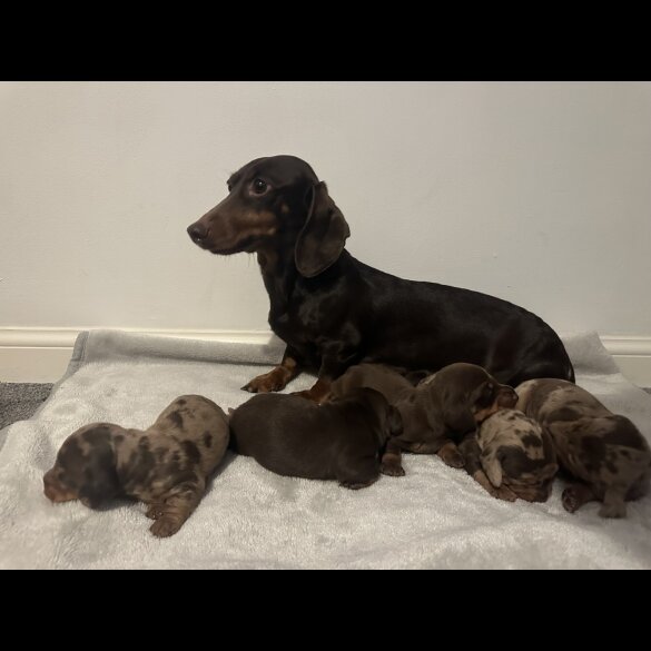 Dachshund (Standard &amp; Miniature) - Both