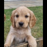 Mixed Breed - Dogs