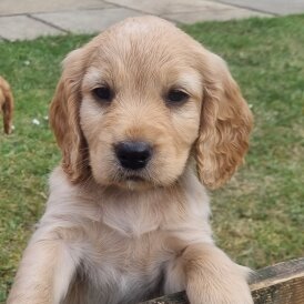 Mixed Breed - Dogs