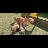 Mixed Breed - Dogs