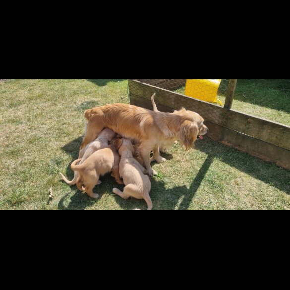 Mixed Breed - Dogs