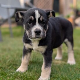 Mixed Breed - Both