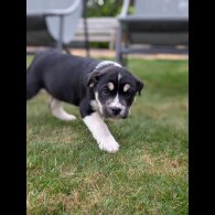 Mixed Breed - Both
