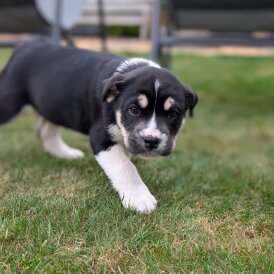 Mixed Breed - Both