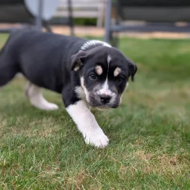 Mixed Breed - Both