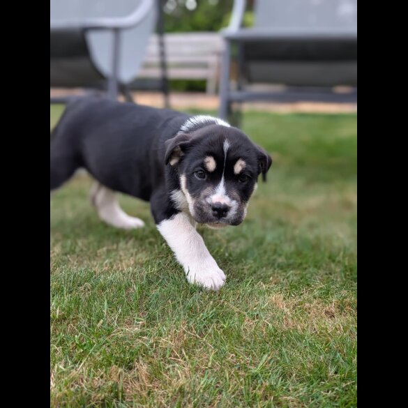 Mixed Breed - Both
