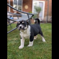 Mixed Breed - Both
