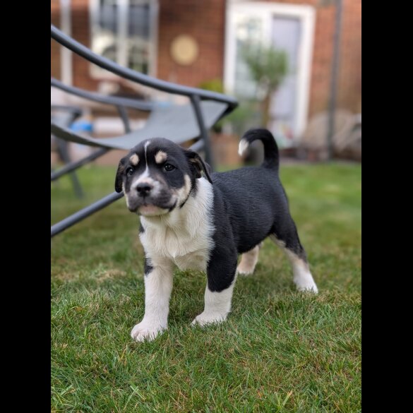 Mixed Breed - Both