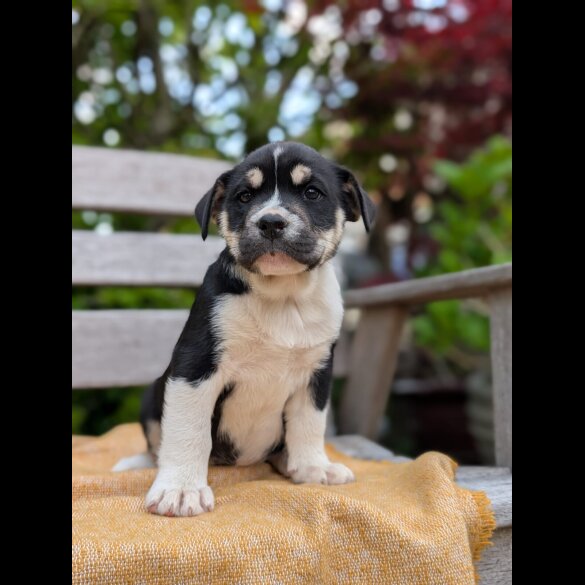 Mixed Breed - Both