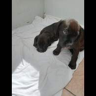 Mixed Breed - Both