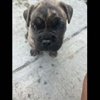 Mixed Breed - Dogs