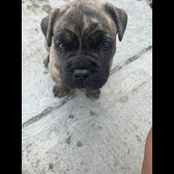 Mixed Breed - Dogs