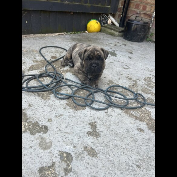Mixed Breed - Dogs