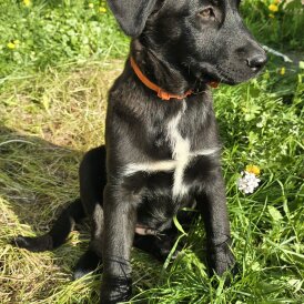 Mixed Breed - Both