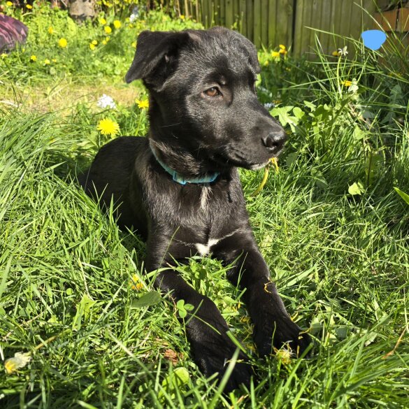 Mixed Breed - Both