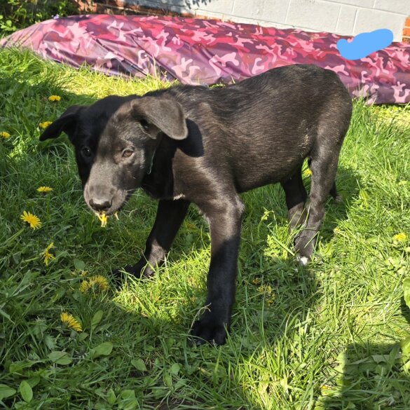 Mixed Breed - Both