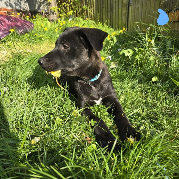Mixed Breed - Both