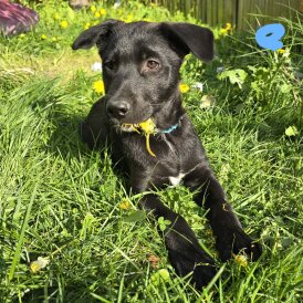 Mixed Breed - Both