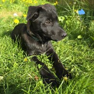 Mixed Breed - Both