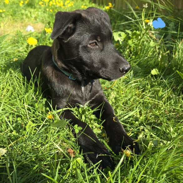 Mixed Breed - Both