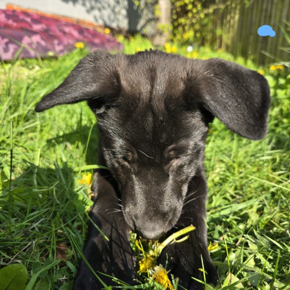 Mixed Breed - Both