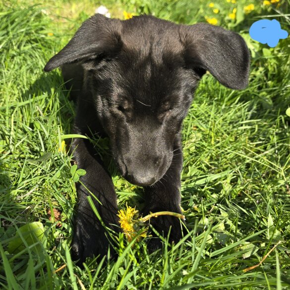 Mixed Breed - Both