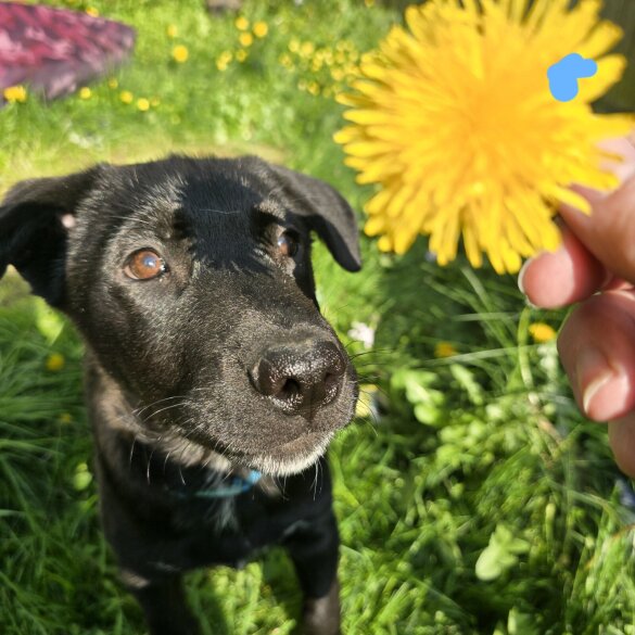 Mixed Breed - Both