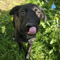 Mixed Breed - Both