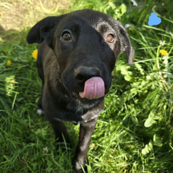 Mixed Breed - Both